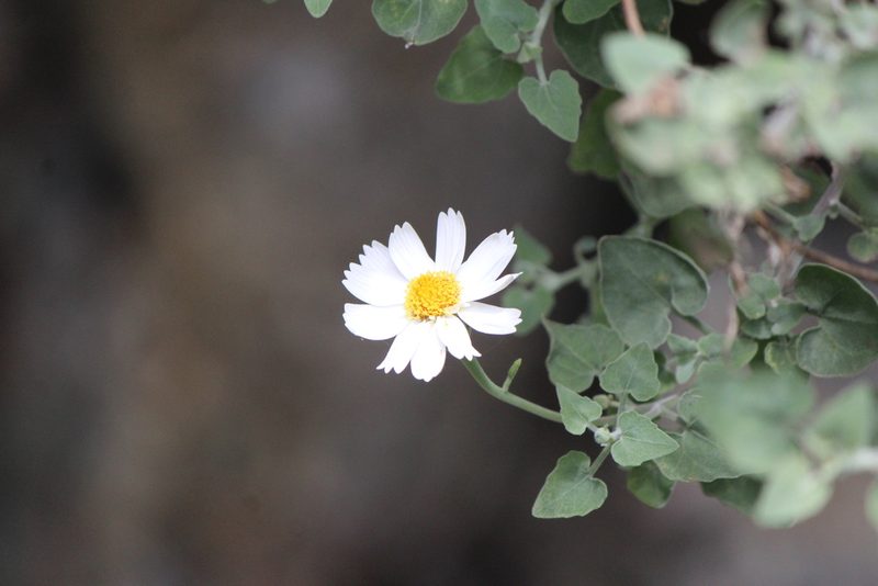 Eutetras pringlei, photographed by José Belem Hernández Díaz