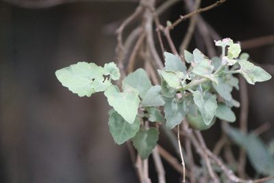 Eutetras pringlei, photographed by José Belem Hernández Díaz