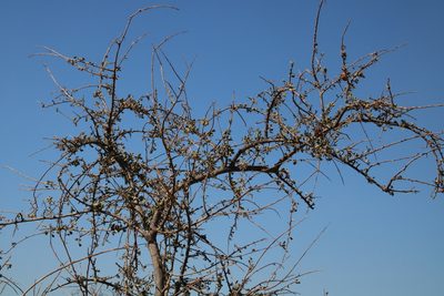Terminalia prunioides, photographed by Tony Rebelo