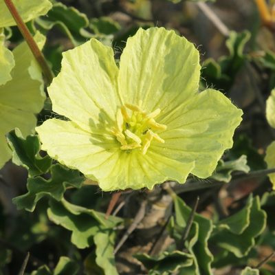 Sarcocaulon ciliatum, photographed by Kevin Murray