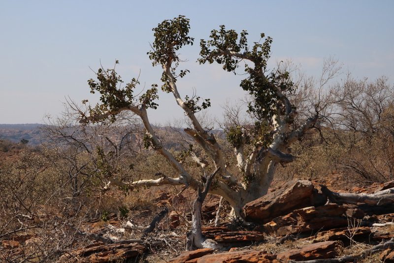 Ficus tettensis, photographed by Tony Rebelo