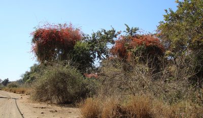 Combretum microphyllum, photographed by Tony Rebelo
