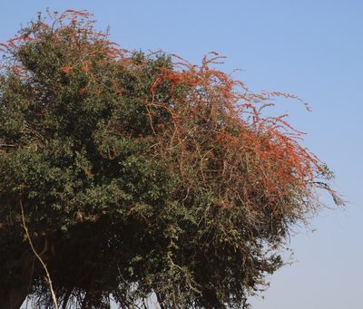 Combretum microphyllum, photographed by Tony Rebelo