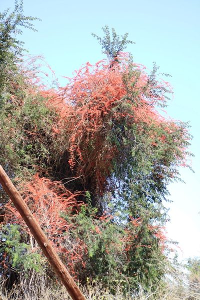 Combretum microphyllum, photographed by Tony Rebelo