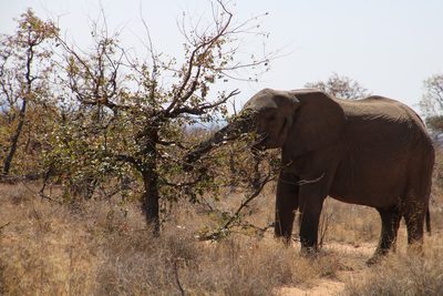 Colophospermum mopane, photographed by Tony Rebelo