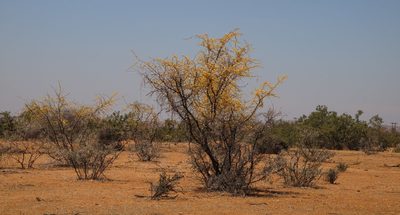 Vachellia nebrownii, photographed by Tony Rebelo