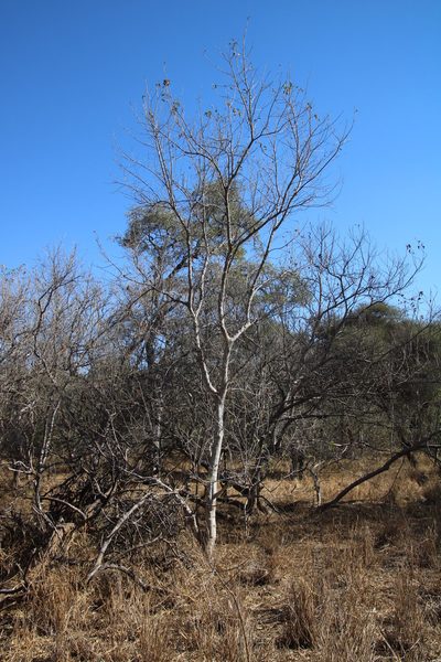 Steganotaenia araliacea, photographed by Tony Rebelo