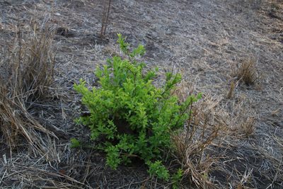 Gymnosporia senegalensis, photographed by Tony Rebelo