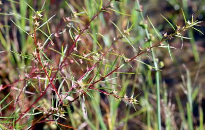Ludwigia linearis, photographed by Lauren McLaurin
