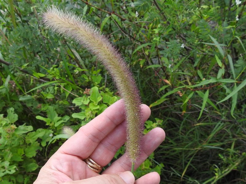 Cenchrus nervosus, photographed by Sam Kieschnick