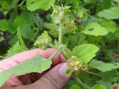 Malachra capitata, photographed by Sam Kieschnick