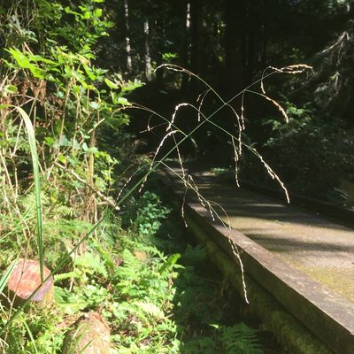 Glyceria elata, photographed by Harry Podschwit