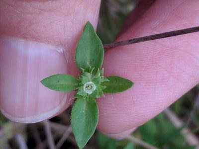 Edrastima uniflora, photographed by Alison Northup