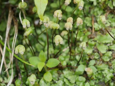 Asterella australis, photographed by Bruce Calvert