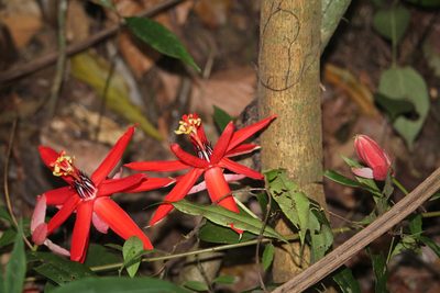 Passiflora miniata, photographed by Ramon and Suzanne Vargas