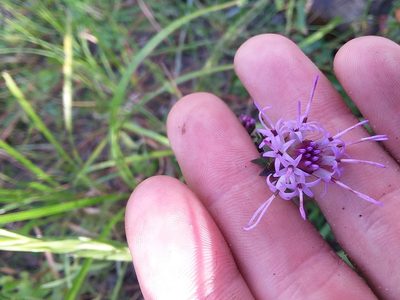 Liatris squarrulosa, photographed by Will McFarland