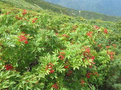 Sorbus sambucifolia, photographed by Marco Mussita
