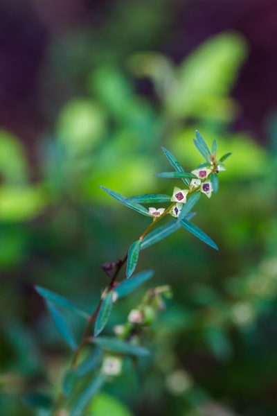 Ludwigia alata, photographed by Melissa McMasters