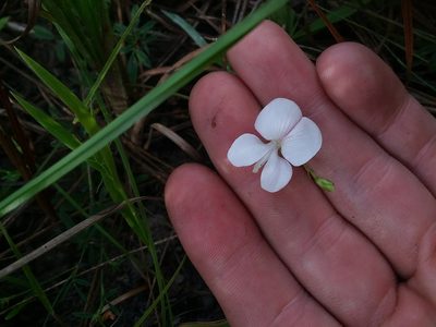 Tephrosia florida, photographed by Will McFarland