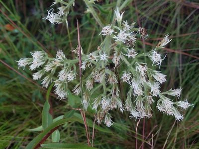 Eupatorium album, photographed by Will McFarland