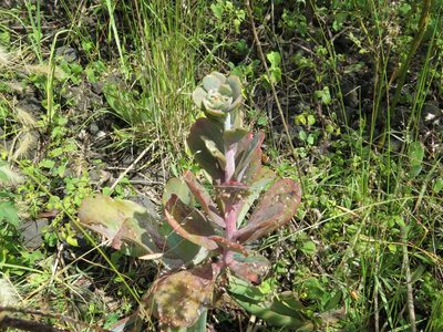 Echeveria gibbiflora, photographed by Leonel Roget