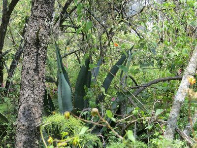 Agave inaequidens, photographed by Leonel Roget