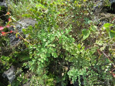 Windhamia cordifolia, photographed by Leonel Roget