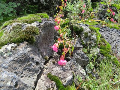 Begonia gracilis, photographed by Leonel Roget
