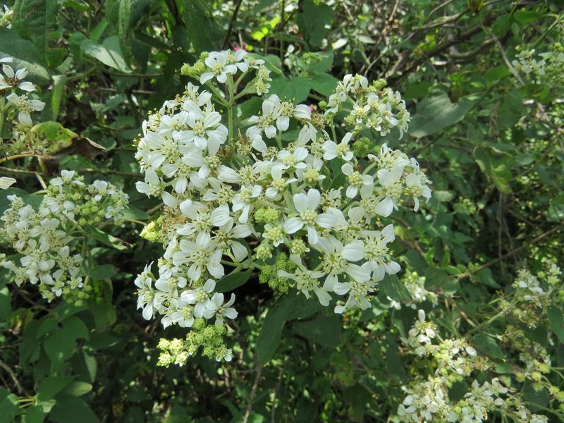 Montanoa tomentosa, photographed by Leonel Roget