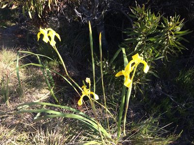 Moraea spathulata, photographed by Andrew Gillespie