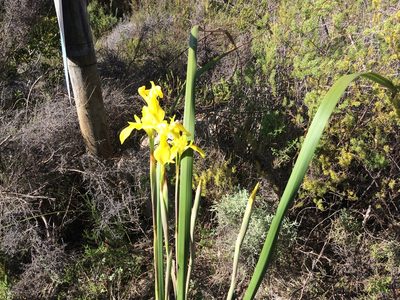 Moraea spathulata, photographed by Andrew Gillespie