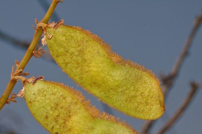 Dalbergiella nyasae, photographed by i_c_riddell