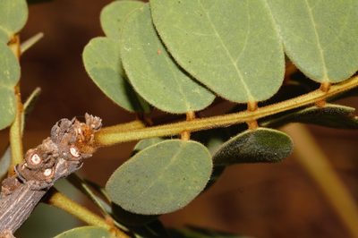 Dalbergiella nyasae, photographed by i_c_riddell