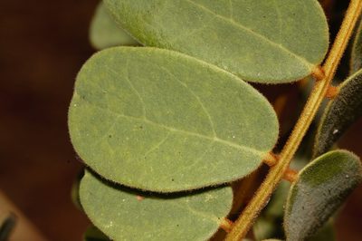 Dalbergiella nyasae, photographed by i_c_riddell