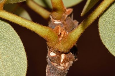 Dalbergiella nyasae, photographed by i_c_riddell