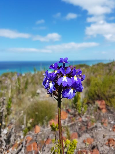 Lobelia valida, photographed by Chanel Rampartab
