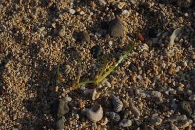 Zostera japonica, photographed by Cheng-Te Hsu
