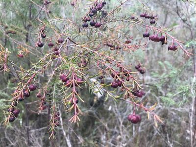 Boronia megastigma, photographed by Ann Bentley