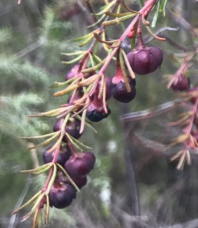 Boronia megastigma, photographed by Ann Bentley