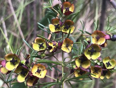 Boronia megastigma, photographed by Ann Bentley