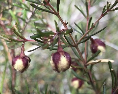 Boronia megastigma, photographed by Ann Bentley