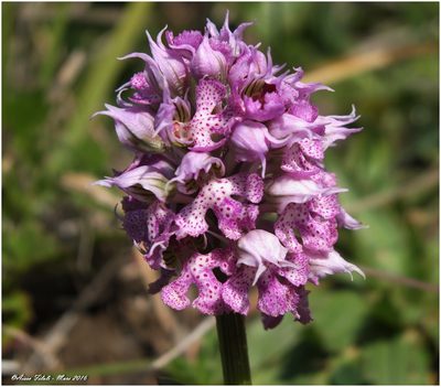 Neotinea lactea, photographed by Aissa Djamel Filali