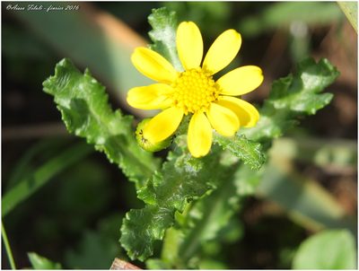 Senecio leucanthemifolius, photographed by Aissa Djamel Filali