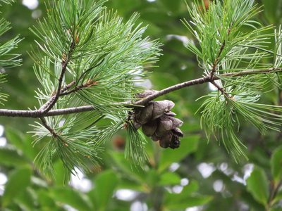 Pinus parviflora, photographed by Marco Mussita