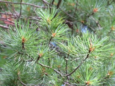Pinus parviflora, photographed by Marco Mussita
