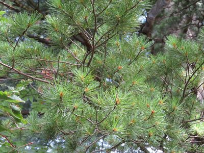 Pinus parviflora, photographed by Marco Mussita