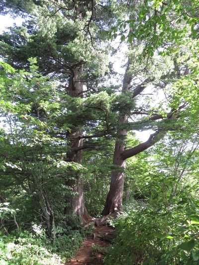 Pinus parviflora, photographed by Marco Mussita