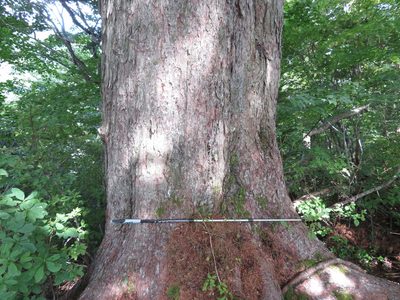 Pinus parviflora, photographed by Marco Mussita