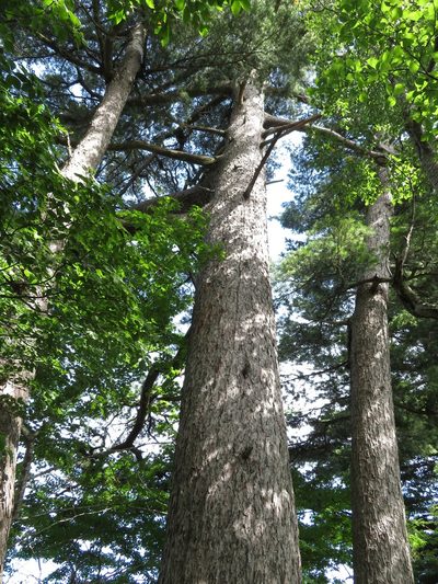 Pinus parviflora, photographed by Marco Mussita