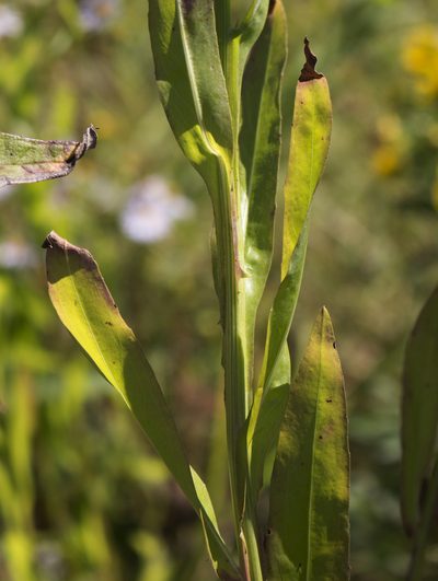 Boltonia decurrens, photographed by aarongunnar